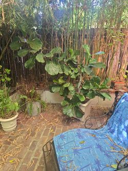 8ft FIDDLE FIG TREE WITH 5 FT Separate Offshoot