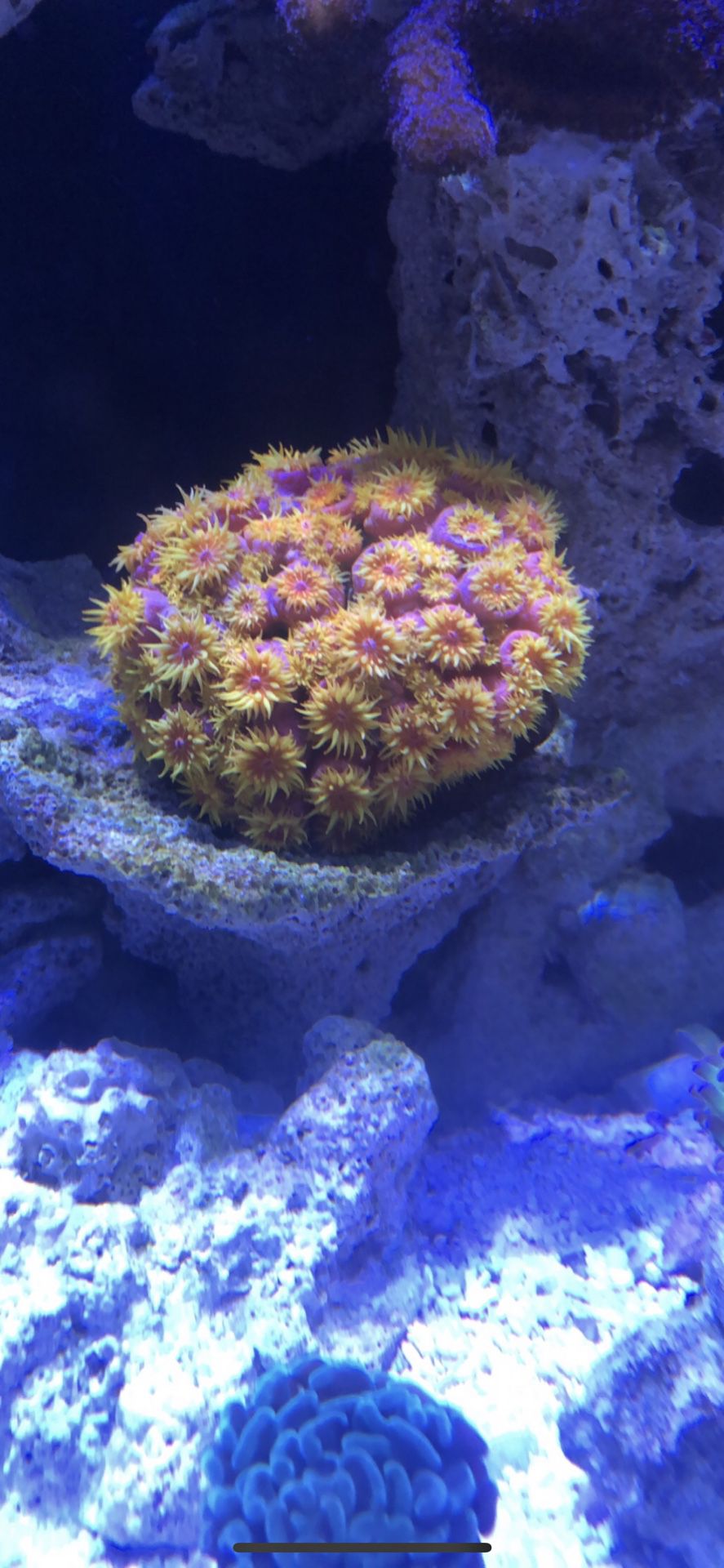 Sun coral colony for sale - cheap
