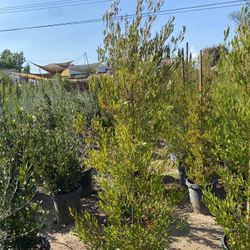 Purple Hopseed Privacy Hedge 