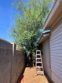 Trees