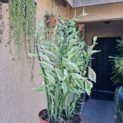 Variegated Devil's Backbone Plant $35
