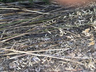 Free Bamboo Canes