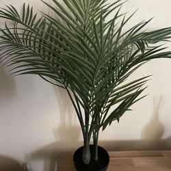 For Plant From IKEA 