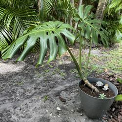 Potted Mostera Plant 