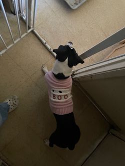 Dog clothes