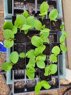 Japanese pumpkin plant start