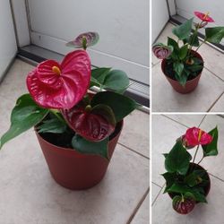 Anthurium house plant