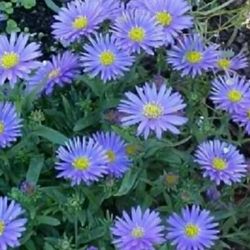 Aster Potted Plant 6$