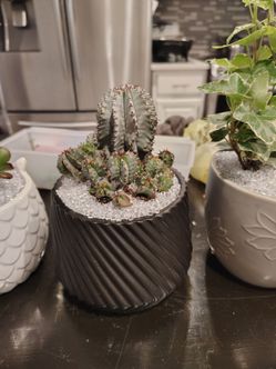 Home Decor Style Plants and Trading Opportunities