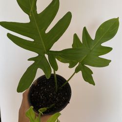 Philodendron Pedatum (Rare Tropical)