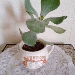 Plants Oreja De Venado