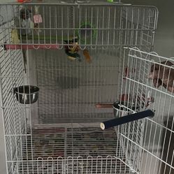 Bird Cage