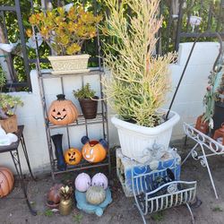 Big Plant Sale Going On Today!!!!