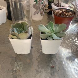 Succulents 
