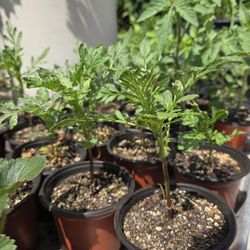 Marigold Plant Starts