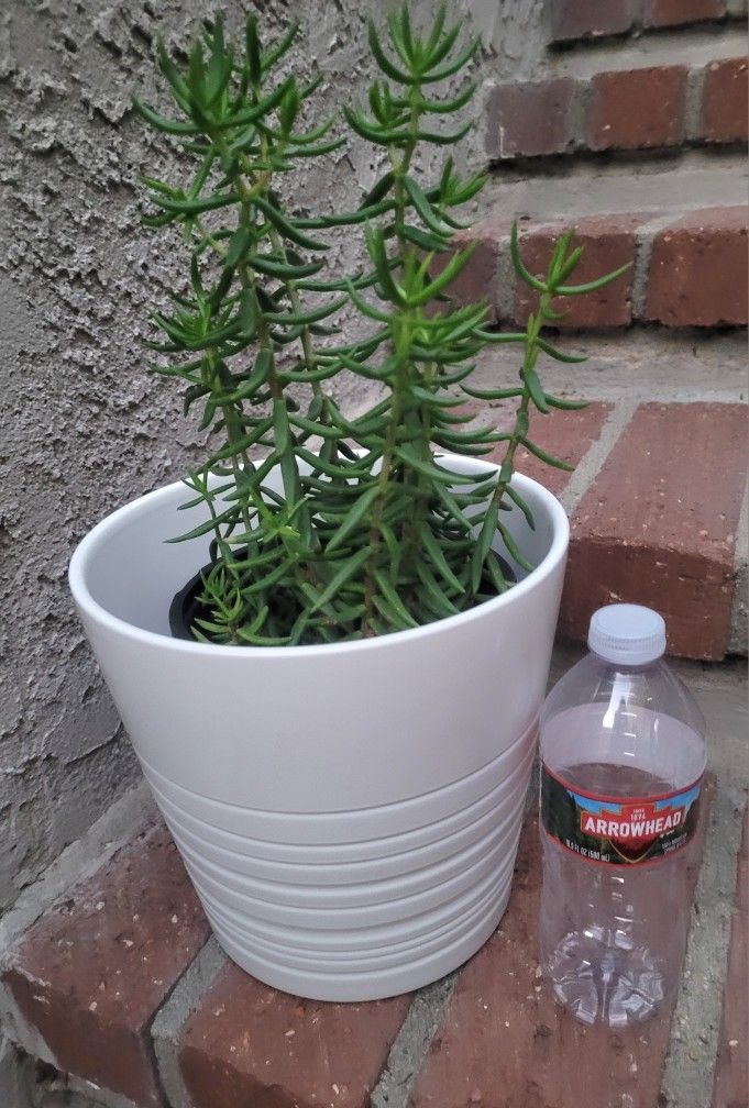 Small Cactus Plant In A 1-gal Black Plastic Nursery Pot