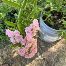 Rosal  de Guia O Trepador  25 dolares