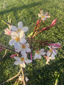 Plumeria Cuttings