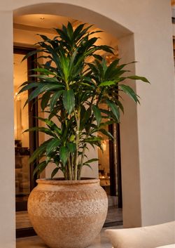 7 ft new in box artificial plan (looks like real plant