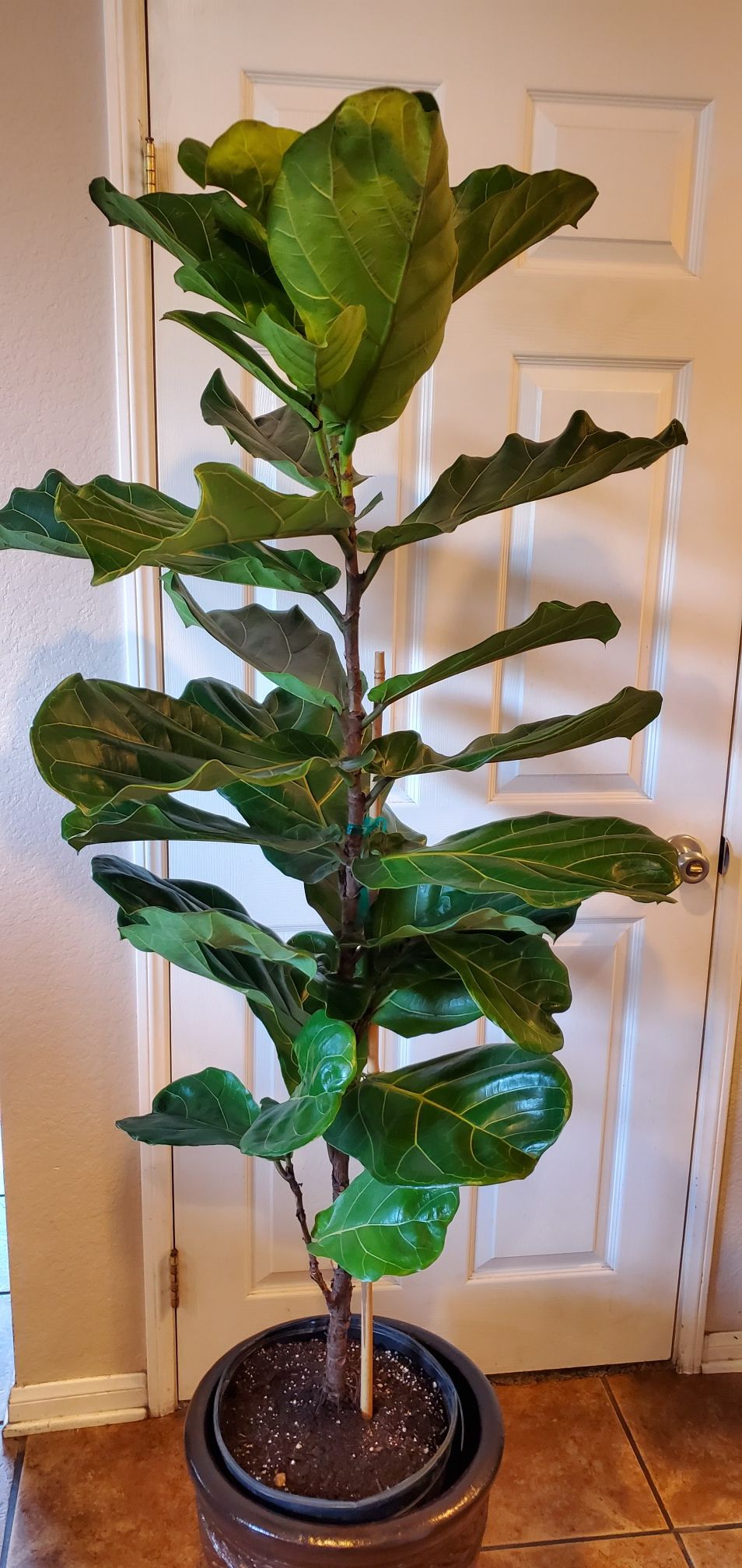 5.3ft tall Real Live Fiddle Leafs Tree