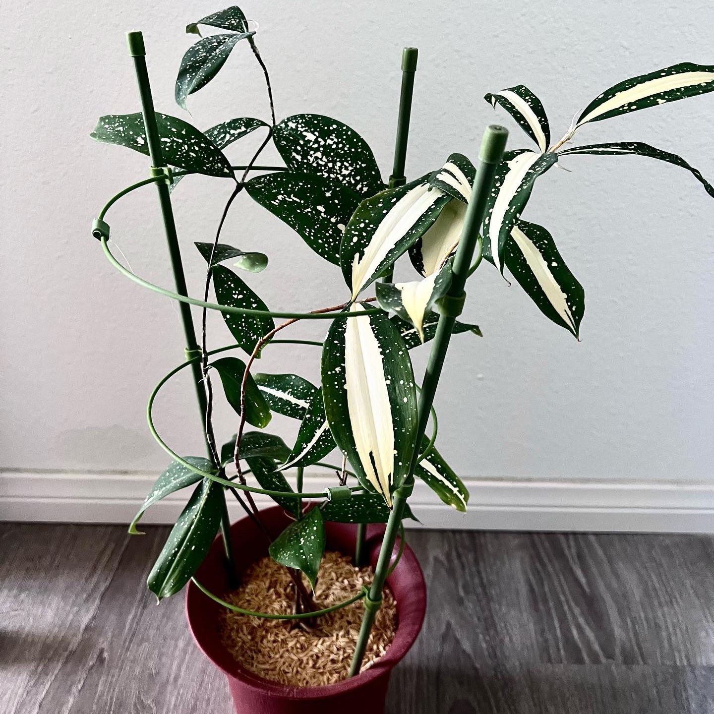 Beautiful "Dracaena Surculosa Milky Way Rare! Whole Plant for Sale in La  Mesa, CA - OfferUp