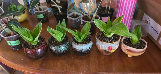 Mini Sansaveria Snake plants