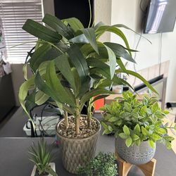 Plants
