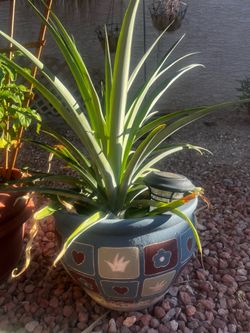 Pineapple plant in pot