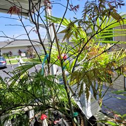 Tamukeyama japanese maple