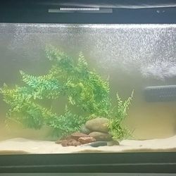 55GAL FRESH WATER AQUARIUM Comes With  Diy Lid & filter