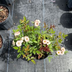 🌹 Plant: Drift Roses