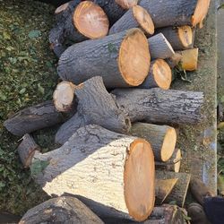 Free Abocado Firewood
