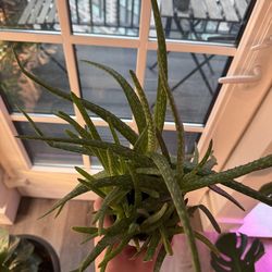 Aloe! Two Potted Sets Available