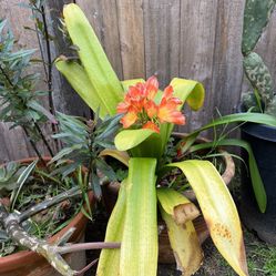Lilly 