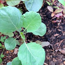 Brussels Sprouts plant