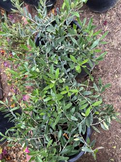 5 Gallon Little Ollies