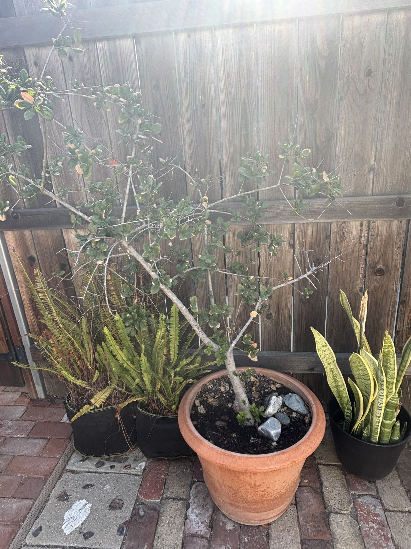 Oak Tree In Ceramic Pot (and Other Plants Included)