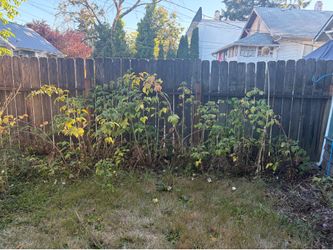 Raspberry Bushes