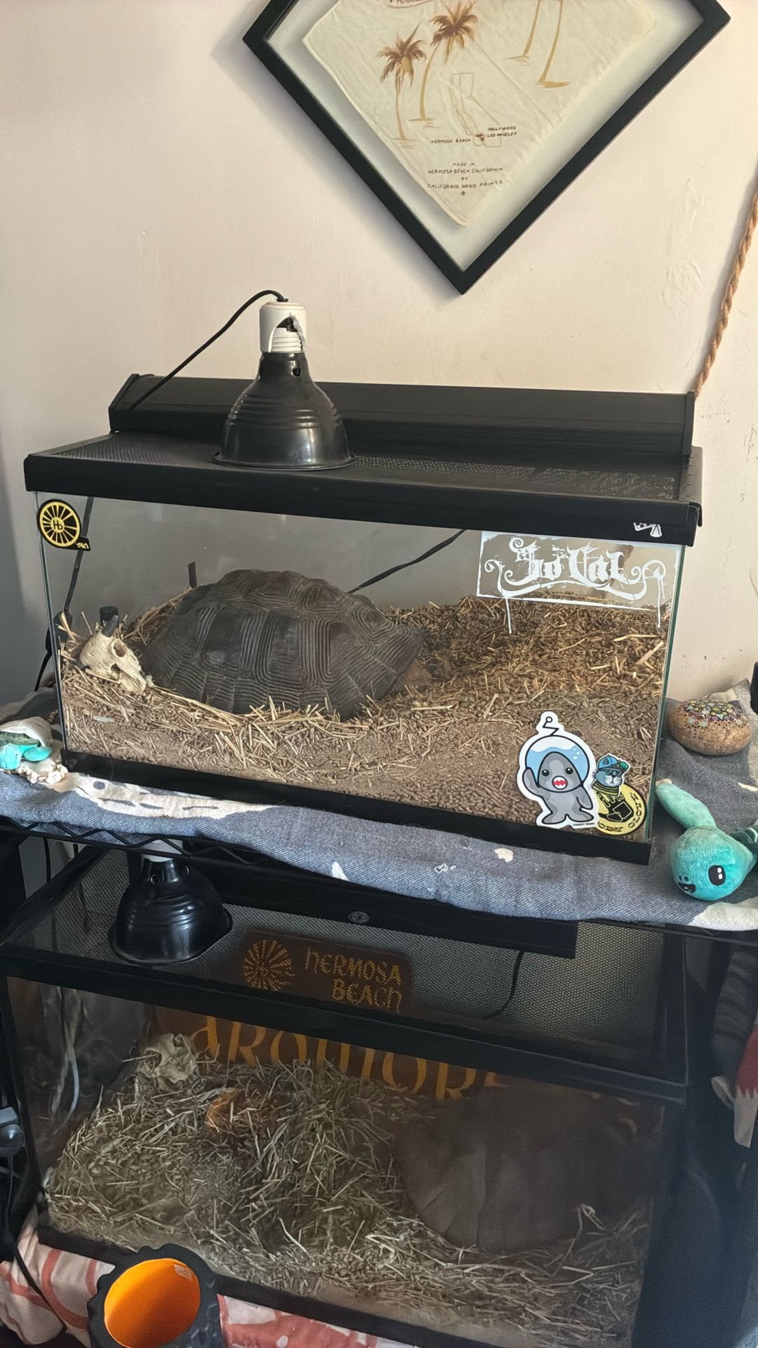 Animal Habitat /Tank