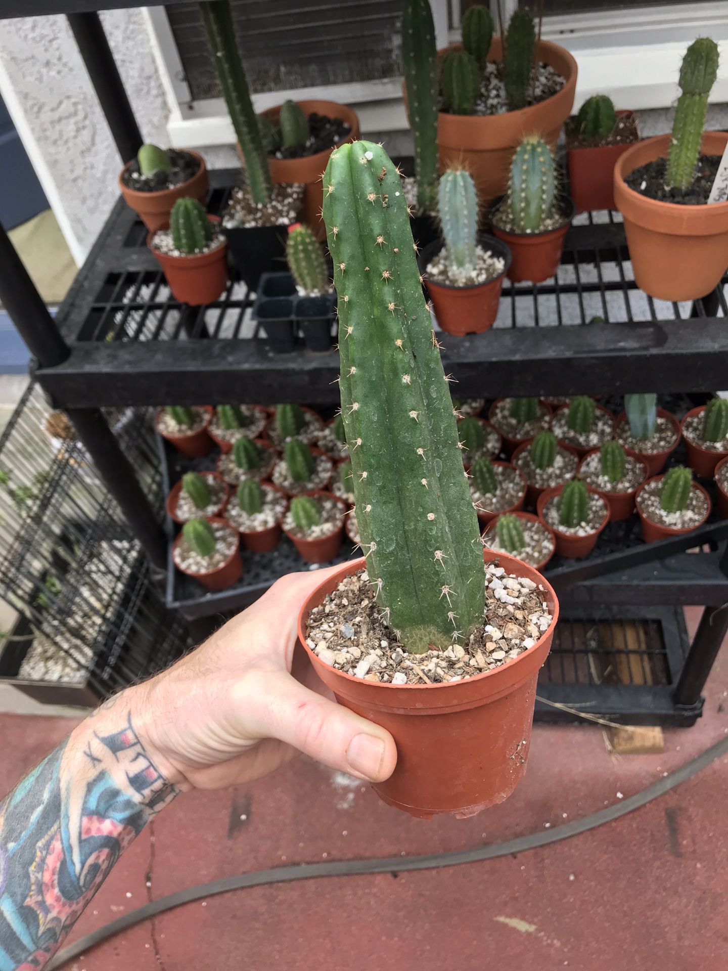 Trichocereus pachanoi San Pedro cactus seedling