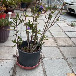 Planta  Flores  Moradas 