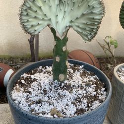 Coral Cactus Plant