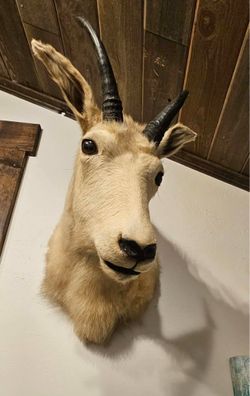 Vintage mountain goat taxidermy