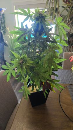 420   Marijuana fake plant Great conversation piece for house