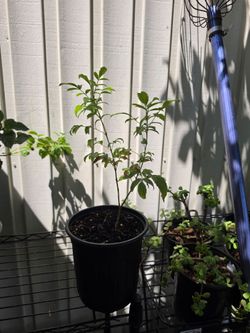 Yellow bell plant