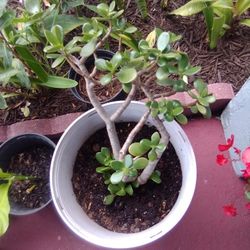 Healthy Jade Plant
