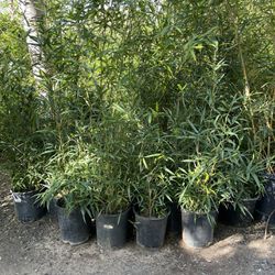 Bamboo - 5 Gallon Size- Approximately 4-6 Feet Tall - Both Running And Clumping Varieties Available 