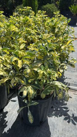 Lush Trinnete Plant – Healthy 3-Gallon Size for Only $7
