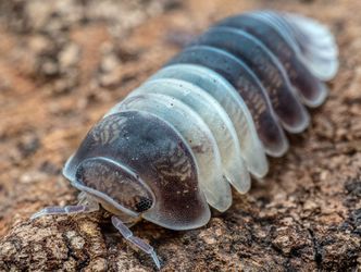Panda King Isopods