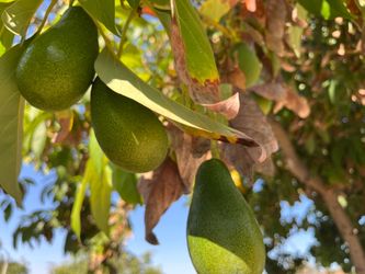 Locally grown Avocados 2 for $1